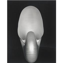 Edward Weston Nautilus
