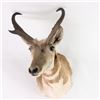 Image 1 : Antelope Shoulder Taxidermy Wall Mount