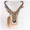 Image 2 : Antelope Shoulder Taxidermy Wall Mount