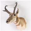 Image 3 : Antelope Shoulder Taxidermy Wall Mount