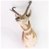 Image 4 : Antelope Shoulder Taxidermy Wall Mount