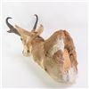 Image 5 : Antelope Shoulder Taxidermy Wall Mount