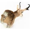Image 7 : Antelope Shoulder Taxidermy Wall Mount