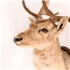 Image 2 : Mounted Elk Head