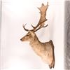 Image 3 : Mounted Elk Head