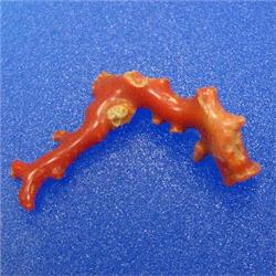 21.50 CTS NATURAL ITALIAN CORAL CABOCHON 45x15 MM