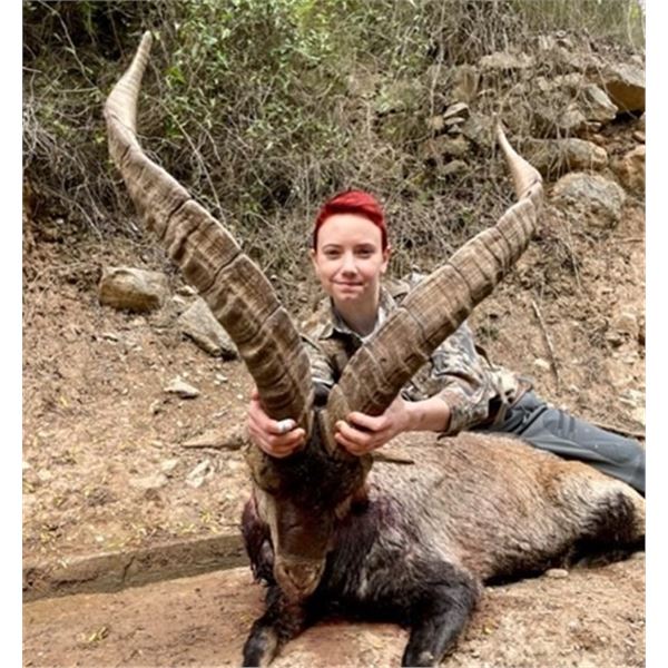 Valencia Expeditions - Spain Ibex