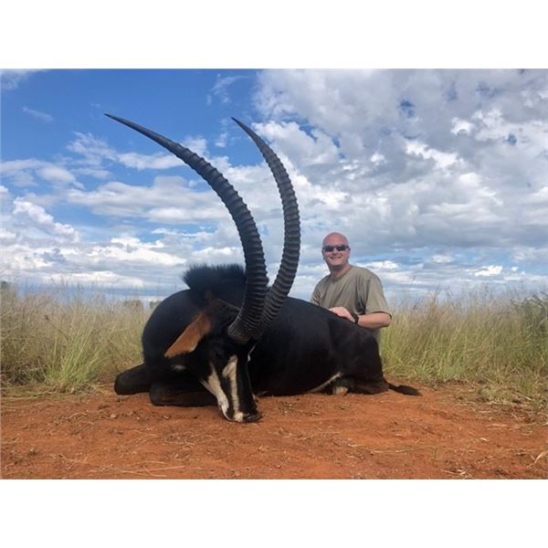Hartzview Safaris - South Africa Sable
