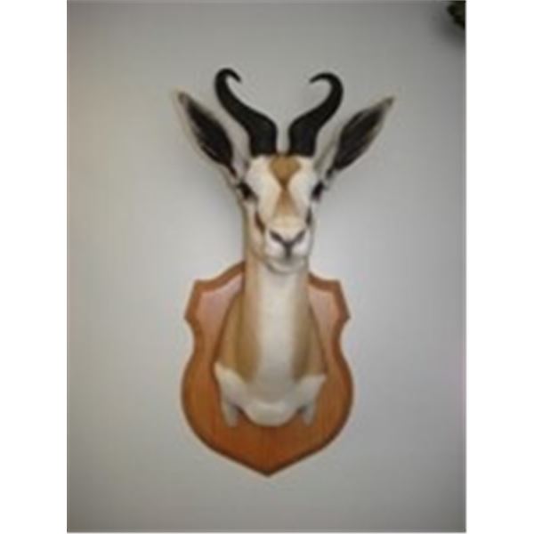 Noem's Taxidermy