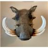 Image 3 : Noem's Taxidermy