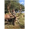 Image 1 : Paco Riestra - Argentina Red Stag