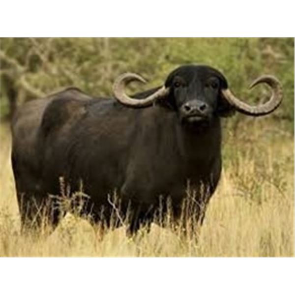Paco Riestra - Argentina Water Buffalo