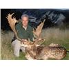 Image 2 : Clarence Valley Trophy Hunting - New Zealand Red Stag