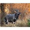 Image 1 : Impala or Nyala hunt for 1 hunter