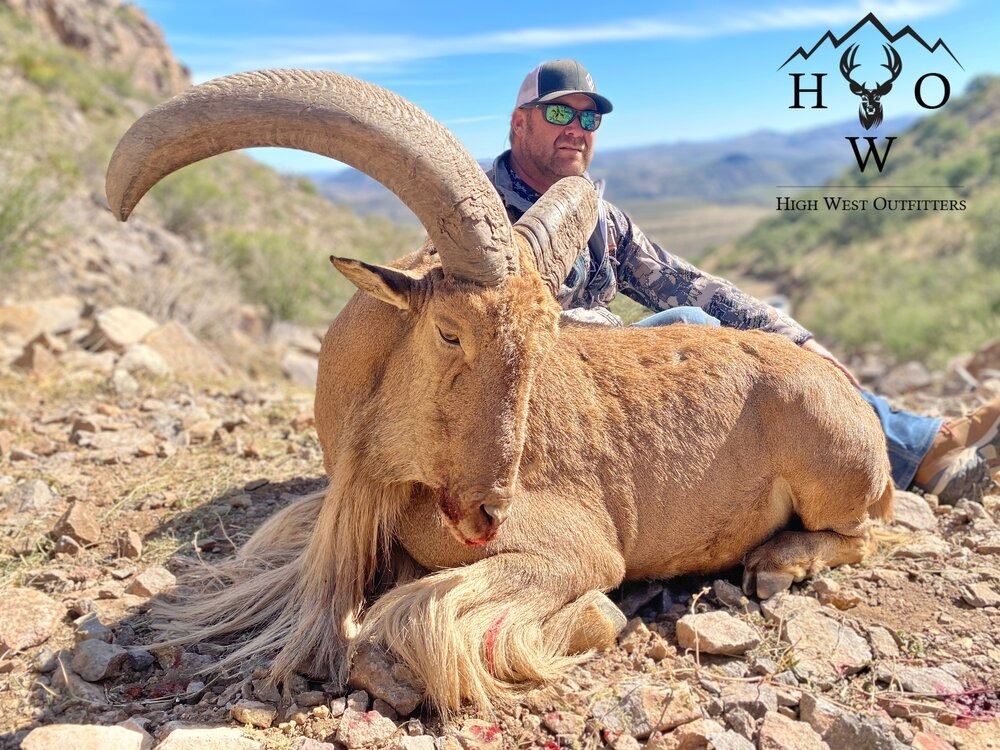 Aoudad Ram Hunt in Texas with High West Outfitters in partnership with