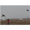 Image 4 : Pheasant Hunt | Pheasant City Lodge, S. Dakota