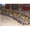 Image 5 : Pheasant Hunt | Pheasant City Lodge, S. Dakota