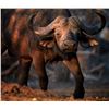 Image 3 : Jannie Otto Safaris - African Cape Buffalo Hunt | South Africa