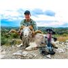 Image 2 : Lazy CK Ranch Ram Hunt | Texas Hill Country