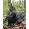 Image 3 : Black Bear Hunt | N.W. Ontario, Canada