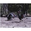 Image 2 : Gould’s Turkey Hunt | Hermosillo, Mexico