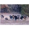 Image 3 : Gould’s Turkey Hunt | Hermosillo, Mexico