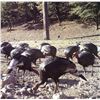 Image 4 : Gould’s Turkey Hunt | Hermosillo, Mexico