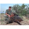 Image 3 : Texas Panhandle Pig Hunt | West Texas