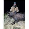 Image 5 : Texas Panhandle Pig Hunt | West Texas