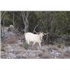 Image 2 : Catalina Goat Hunt | Christoval, Texas