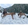 Image 2 : Cougar Hunt | Idaho
