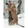 Image 4 : Cougar Hunt | Idaho