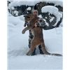Image 5 : Cougar Hunt | Idaho