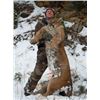 Image 7 : Cougar Hunt | Idaho