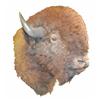 Image 1 : Large Buffalo Head Mount