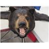 Image 2 : Nice Brown Bear Rug - Tanned  Approximately 6'
