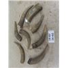 Image 1 : 7 Old Bull Horns