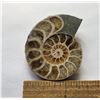 Image 1 : 5)  NATURAL AMMONITE FOSSIL SPECIMEN,  21