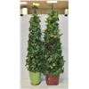 Image 1 : FRONT ENTRY IVY TOPIARY PLANT APP 3 FT TALL