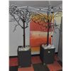 Image 1 : PAIR OF TALL BASE LIGHT UP TREES