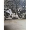Image 2 : Banyan Tree Black & White Vintage Photograph Banyan St, off King 4"x5"