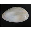 Image 2 : Half Shell Décor or Trinket Bowl 7"x4"