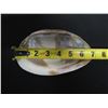 Image 4 : Half Shell Décor or Trinket Bowl 7"x4"