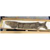 Image 1 : Large Fossil Fish (Separated into Sections) 44"L x 6"W