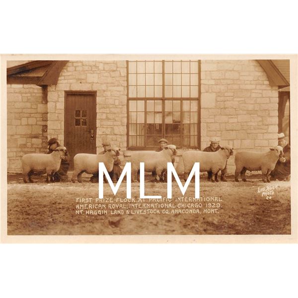1st Prize Sheep Flock International Chicago 1929 Photo Postcard