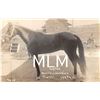Image 1 : Uhlan Worlds Champion Trotter Horse Photo Postcard
