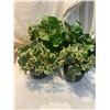 Image 1 : Artificial plants