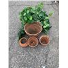 Image 1 : Planter pots and greenery