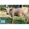 Image 1 : 3P Fifty Grande