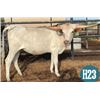 Image 1 : ALL MOO CDC